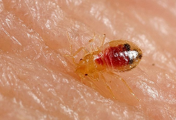 Bettwanzen entfernen Kontra Schädlingsbekämpfung