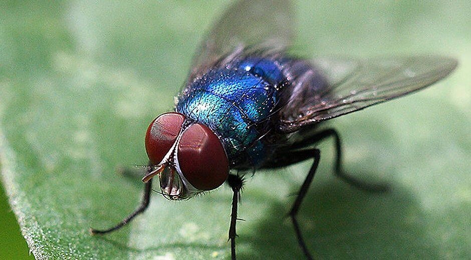 Fliegenfanggeräte Kontra Schädlingsbekämpfung