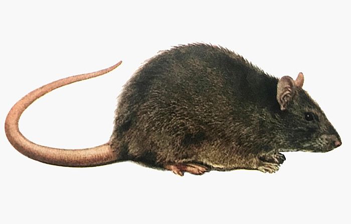 Rattenbekämpfung die Hausratte