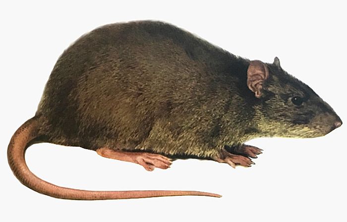 Rattenbekämpfung die Wanderratte