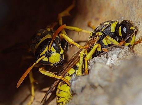 Kontra Schädlingsbekämpfung von Wespen in Heidelberg Mannheim Speyer Walldorf Wespenbekämpfung Kontra Schädlingsbekämpfung von Wespen in Heidelberg Mannheim Speyer Walldorf