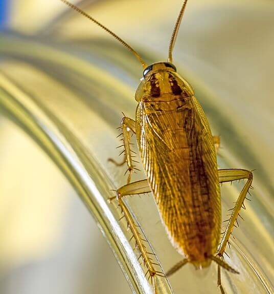 Schabenbekämpfung Kontra Schädlingsbekämpfung