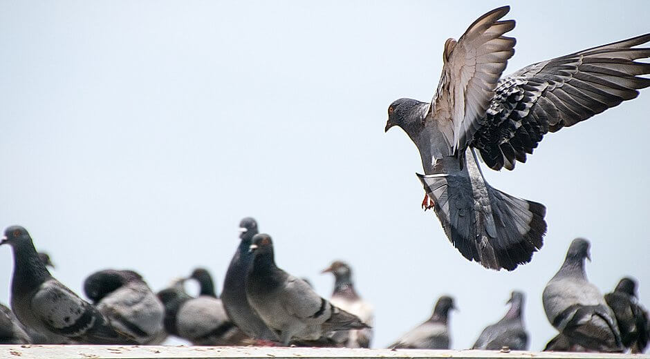 Taubenabwehr Kontra Schädlingsbekämpfung