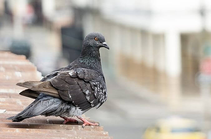 Taubenabwehr mit Kontra Schädlingsbekämpfung