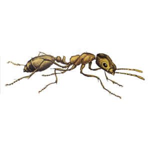 Ameisenbekämpfung Pharaoameise Kontra Schädlingsbekämpfung