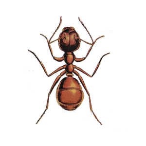Ameisenbekämpfung Rotrückige Hausameise Kontra Schädlingsbekämpfung