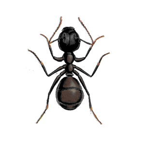Ameisenbekämpfung Schwarzgraue Wegeameise Kontra Schädlingsbekämpfung