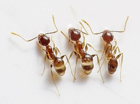 Kontra Schädlingsbekämpfung Ameisen