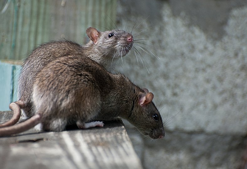 Rattenbekämpfung von Profi. Ratten als Krankheitsüberträger