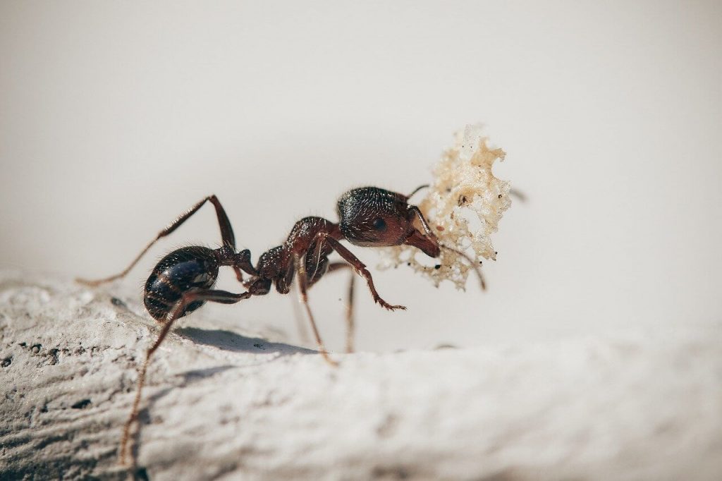 Ameisen bekämpfen Heidelberg Kammerjäger Kontra Schädlingsbekämpfung