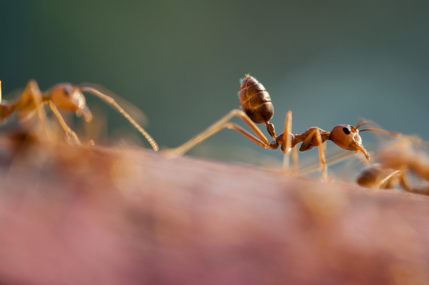 Ameisen bekämpfen Kammerjäger Kontra Schädlingsbekämpfung